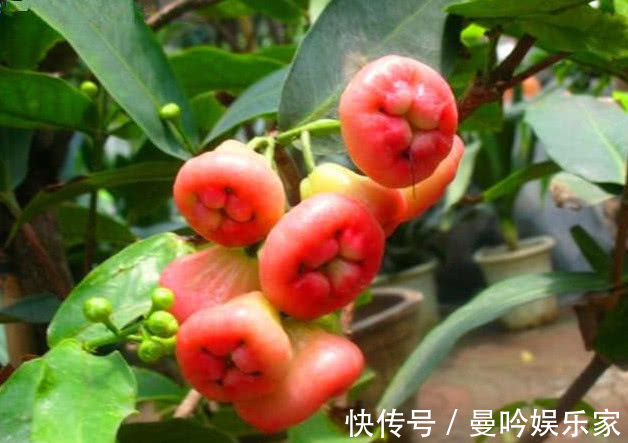 在家种莲雾,漂亮又好吃,红彤彤的果实,美味可口挂满树,真值!