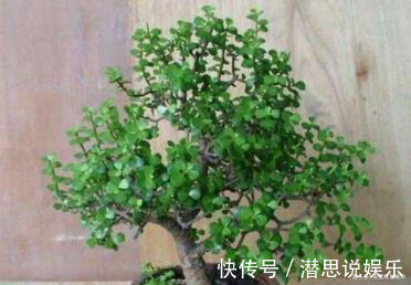 居家养棵树,旺财又福寿,1月不浇水,也能长,还越养越“值钱”
