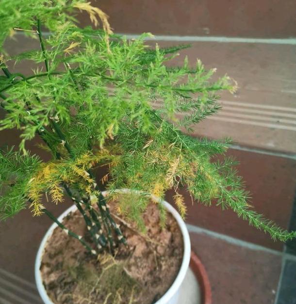 书房盆栽文竹,该如何管理养护注重5方面,枝叶翠绿又茂密