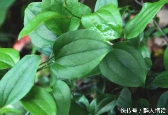 野草|乡下多见的一味野草,用途却是了不得的,快来一起认识一下吧