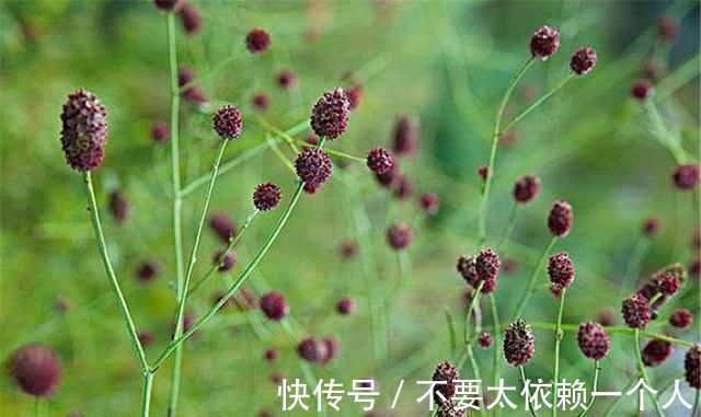药用价值|这草能长半人高,是极品中药,但农民不识货,常当野草除掉,可惜