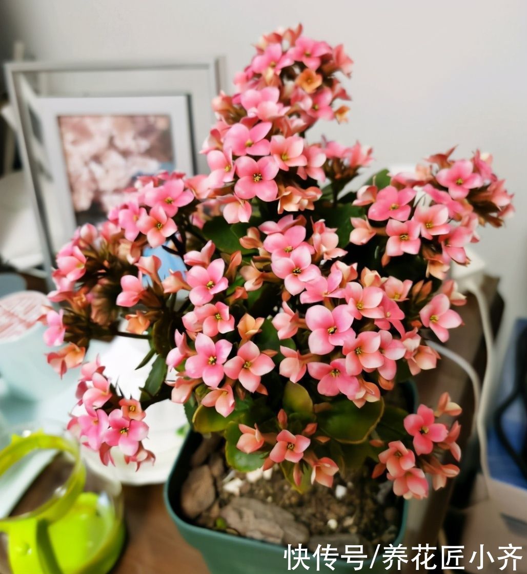 症状|养长寿花要会“观叶”，发现症状，对症下药，才能“药到病除”