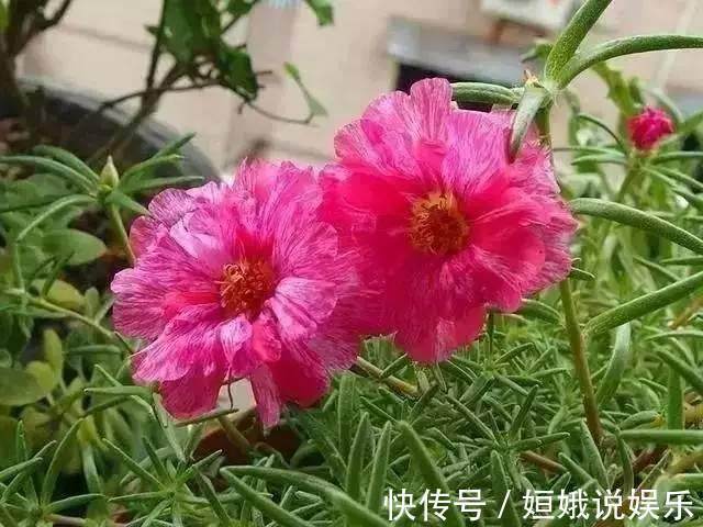 阳台|这些花卉埋土里就能爆盆，随便选两三种种在阳台，就能变成花海