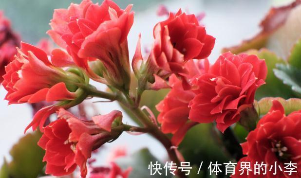 盘点一下今年被我养挂掉的花,品种不多,第6种现在还觉得很可惜