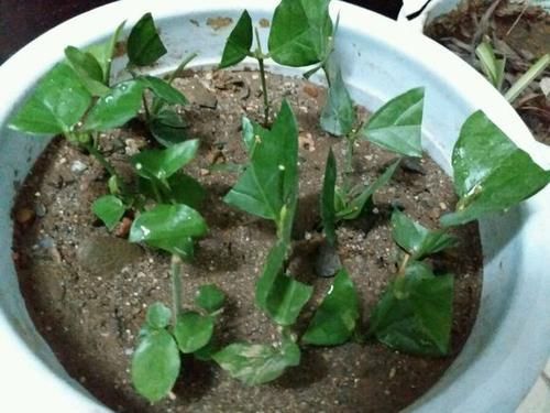 3种花，现在掐根枝条插土里，生根快，一盆变多盆