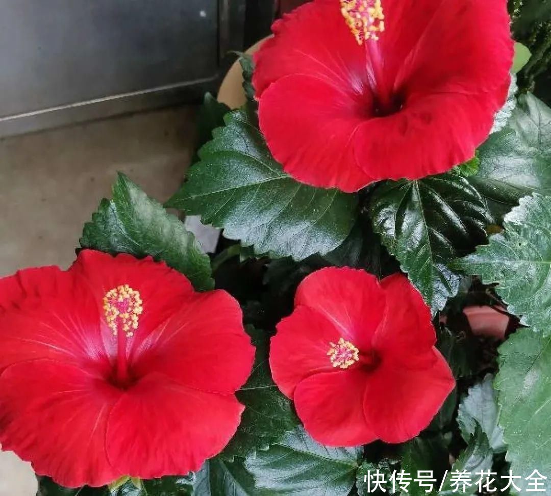 冬天好养的花,皮实不娇气,颜值高上档次,咋养都开花