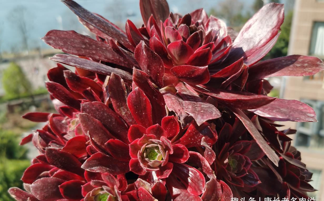 春天养法师多肉应该怎样浇水?可以直接给它们浸盆吗?