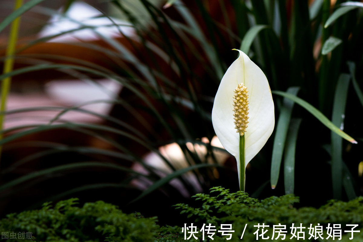 光照|夏天高温，这些花换个位置，阴凉通风的环境才生长旺盛，叶绿花多