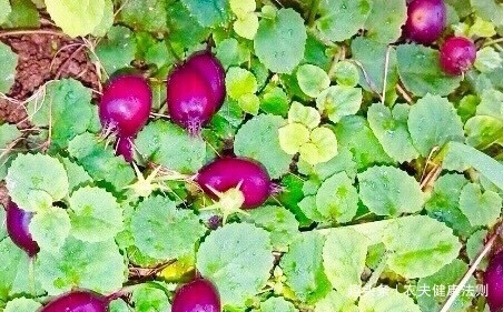 子宫病|女性不想得子宫病,用它泡水喝,痛经没了,排毒补血,远离妇科病