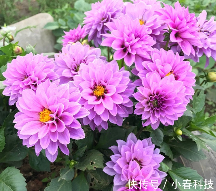 此新型盆栽花卉,植株低矮,四季花开,漂亮似牡丹花,还很好养