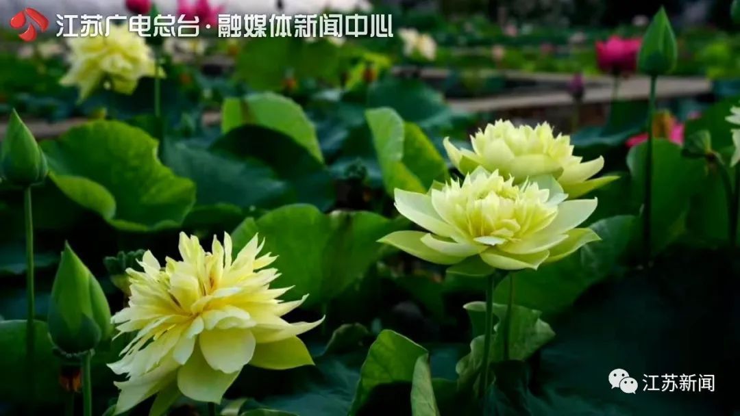 石城菊黄|这朵荷花拿下国际竞赛冠军