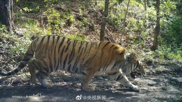 上海博物馆|虎年将至！“大脑斧”有多可爱不必我多说了吧！