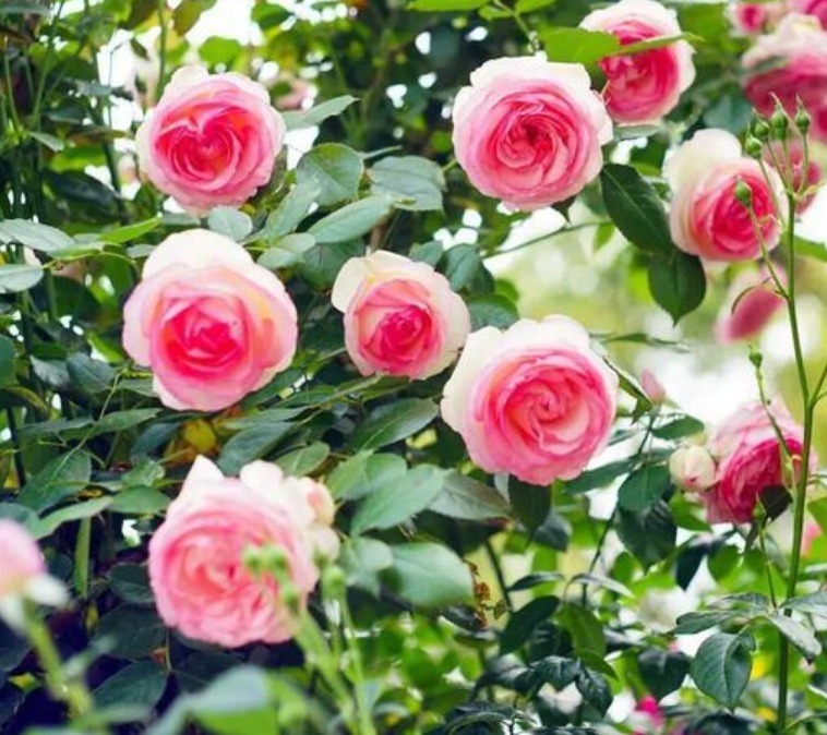 3种漂亮花,好养易活能爆盆,开花漂亮花期长,谁养谁喜欢