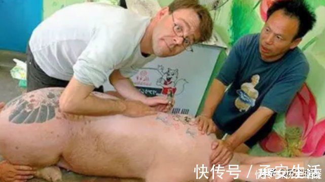 皮包|给活猪纹身后,一张猪皮卖70万,香奈儿高价买走做成限量款皮包