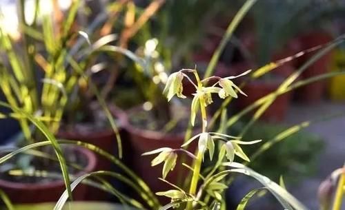 兰花只发芽不长根，究竟是什么原因？原因很简单，治理也不难