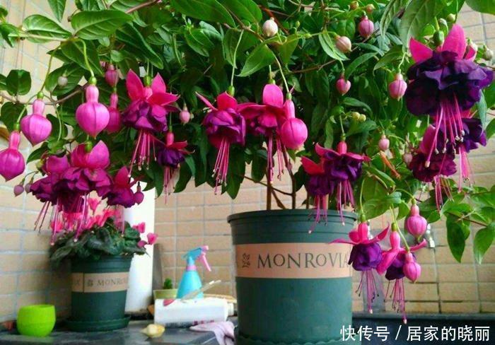 几项技能知道吗?养花人都该知道,养花方便,生长得愈加繁茂