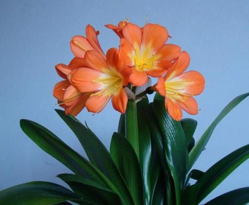 君子兰烂根|君子兰为什么会烂根？告诉你3种烂根原因和3种处理方法，简单易学