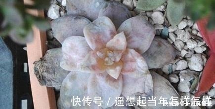 科研|你是在养多肉，不是在搞科研，低温露养要不得！