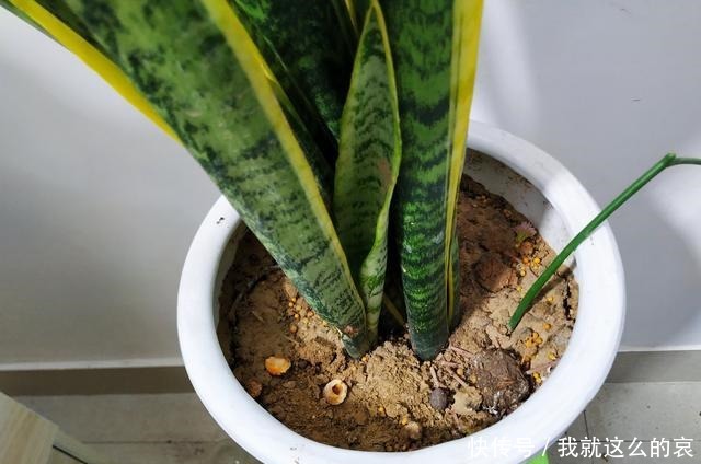 虎皮兰“僵住了”死活不长个,3个“舒服法”,新芽新叶嗖嗖冒!