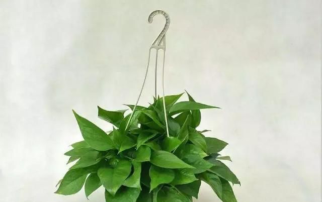 婆婆告诉我绿萝必须这样养,叶子能滴水,很快爆盆