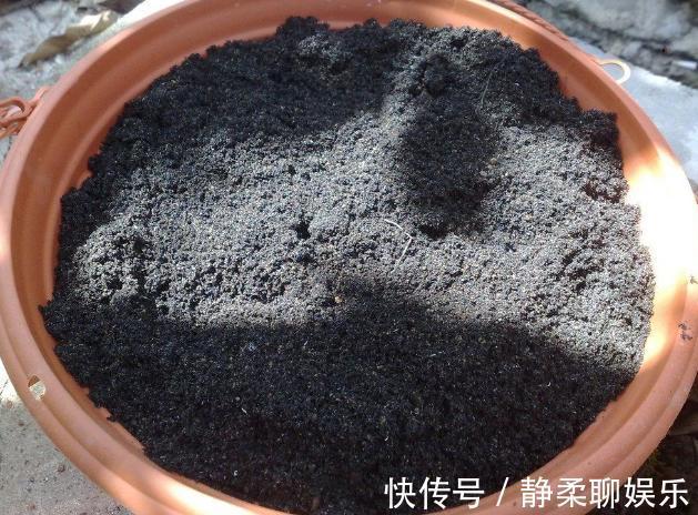 养花旧土,按这2步“翻新”,无菌、无害虫,营养更全面