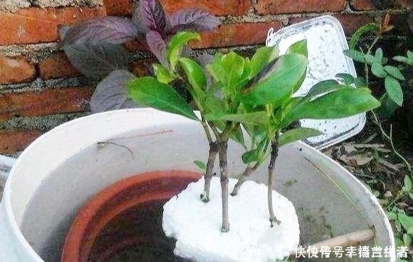 栀子花|扦插月季、栀子花、三角梅,只用一个矿泉水瓶,插出满满大白根