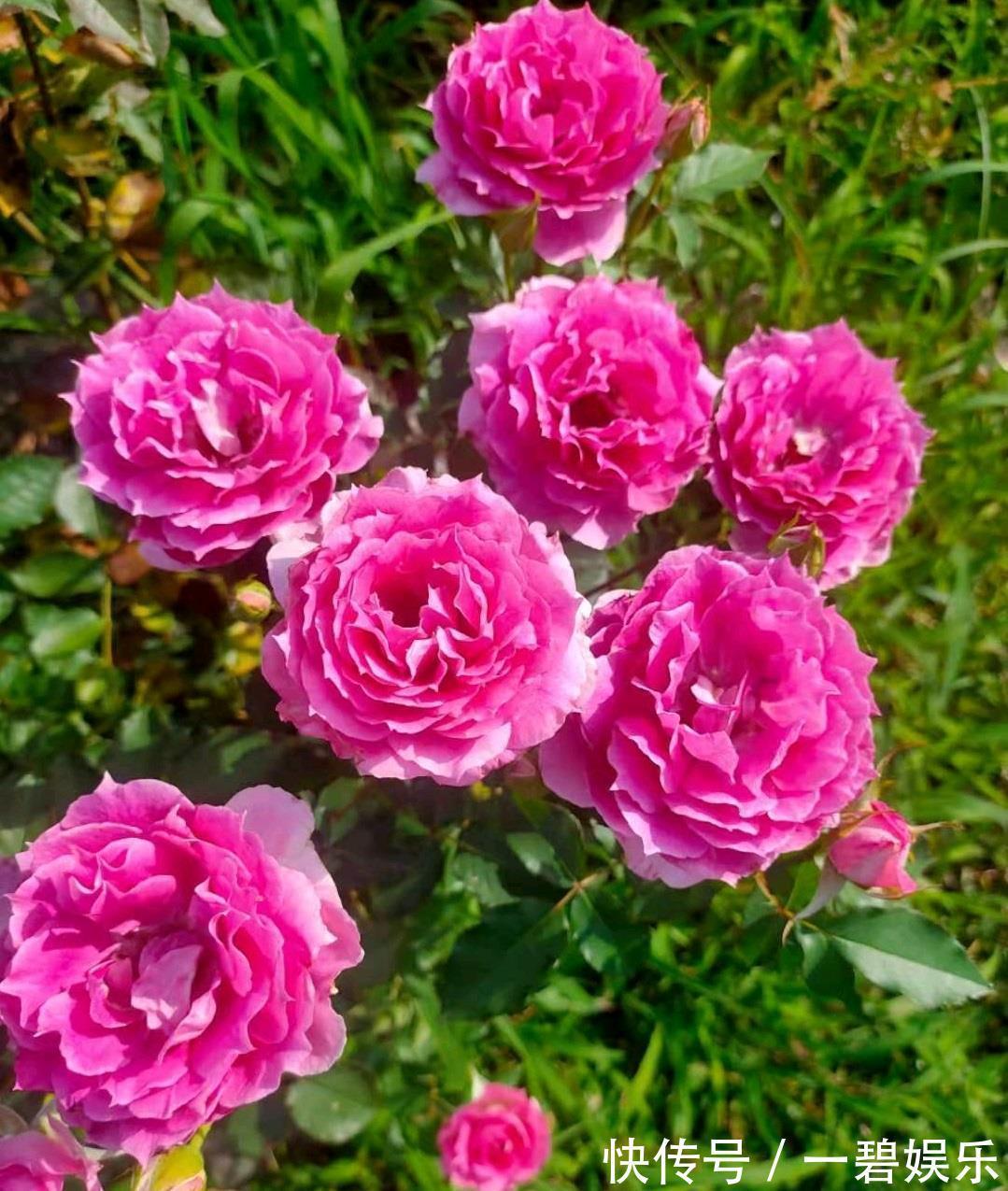 阳台养花,养棵“天方夜谭”吧,美丽若牡丹,浓香四溢,多季花开