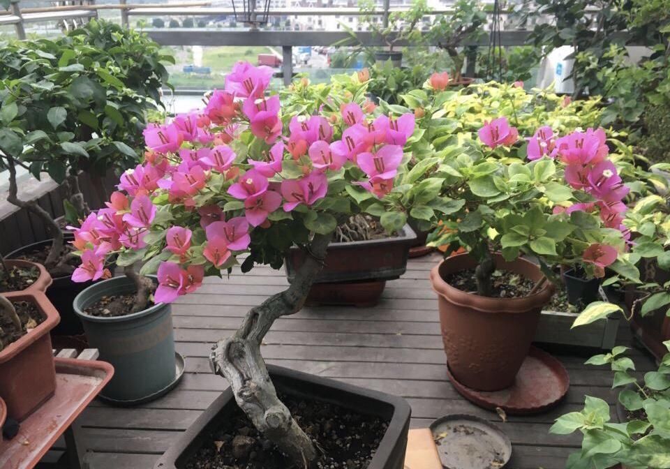 养了10年的三角梅 一年 修剪 5 6次 变成 老桩 盆景 粉紫色 养了10年的三角梅 一年 修剪 5 6次 变成 老桩 盆景 粉紫色