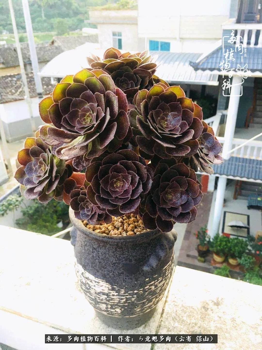 叶片|美了，美了！当秋天的风吹向你我的多肉！