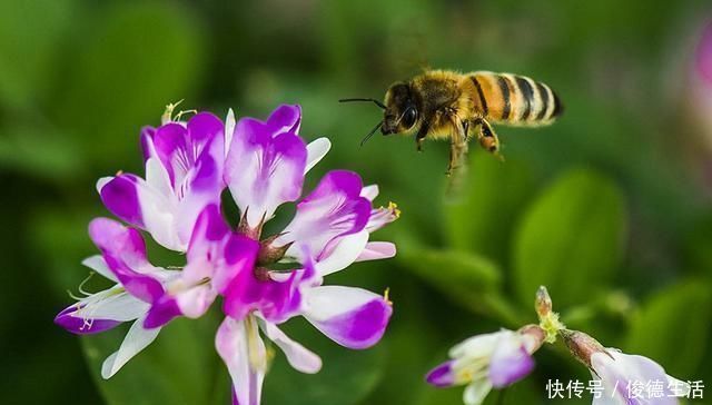 草籽|农村一种叫“草籽”的野草，以前人们不待见，殊不知药用价值珍贵