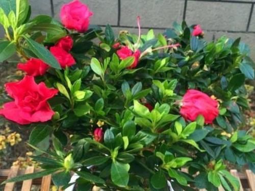 养此款花卉，花期200多天，花儿轻松开爆盆，适合阳台盆栽