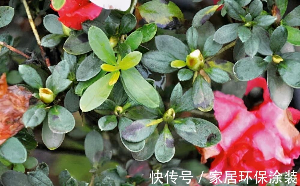 小便宜|7月买花,遇到4种情况,再喜欢也别买,养不活,都是商家的智商税