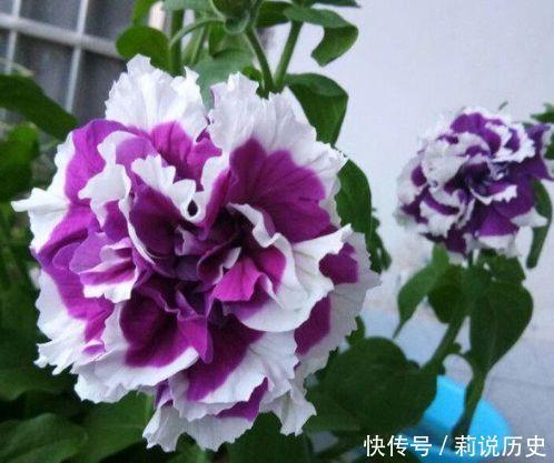 几款花卉,开花勤爱爆盆,好养又漂亮,随便一养成花海