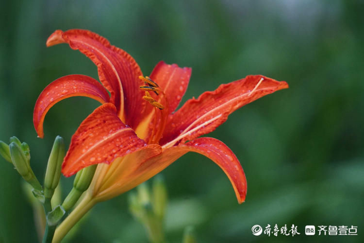 萱草|花开齐鲁娇美俏丽！济南大明湖夏日萱草盛开，很美有木有？