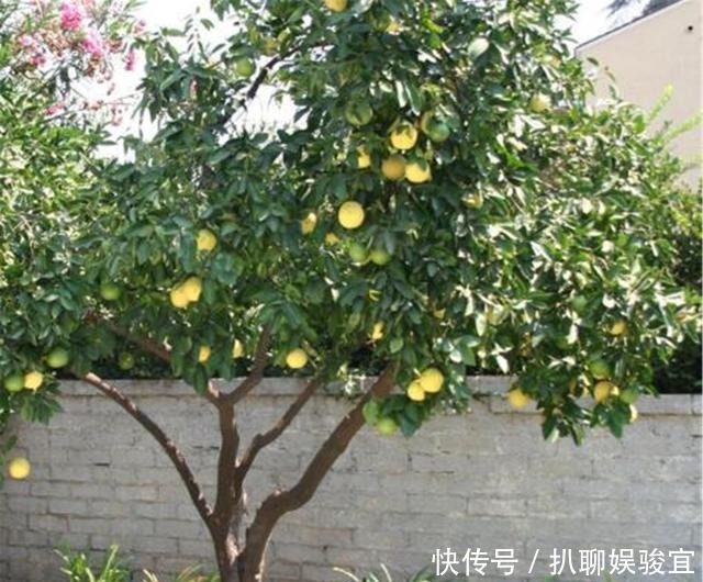 种在家中|古人云“五树进宅,人穷家败”,说的是哪5种树?