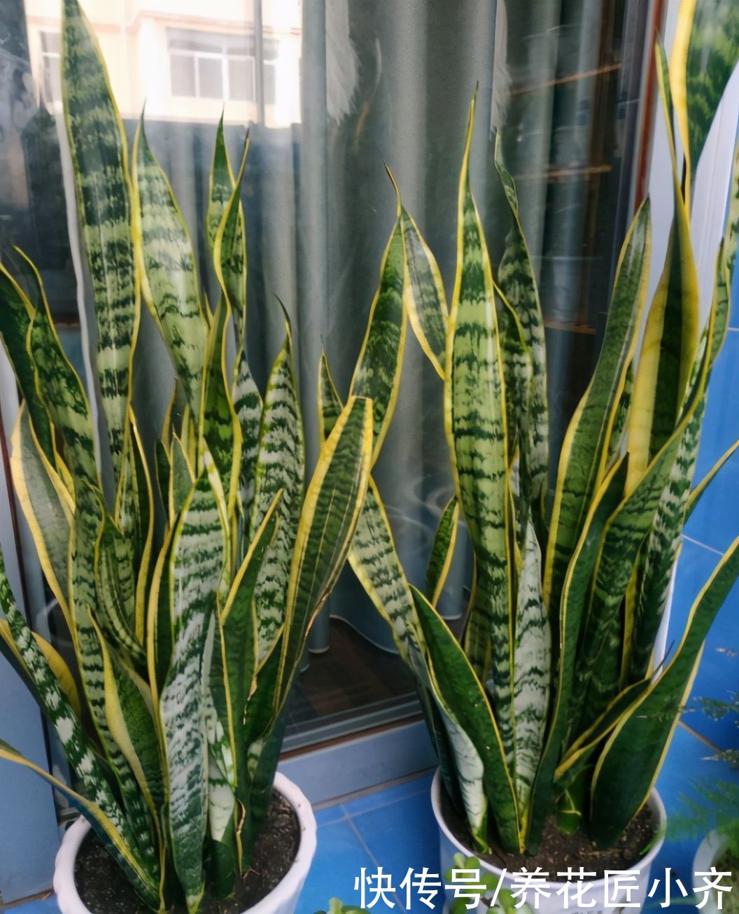 春季养虎皮兰的正确方法，让你的虎皮兰长满新芽，老叶肥厚硬挺