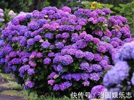 菊花|5种“懒人花”，个个长爆盆，开花也漂亮，家里变成“小花园”