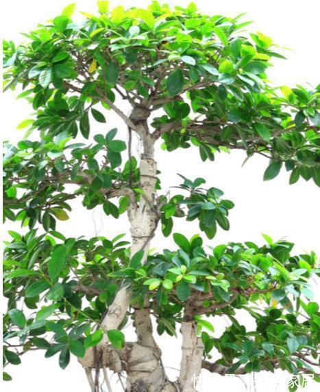 根系|如何养好榕树盆景,才能让它树形美观,叶色墨绿,不掉叶