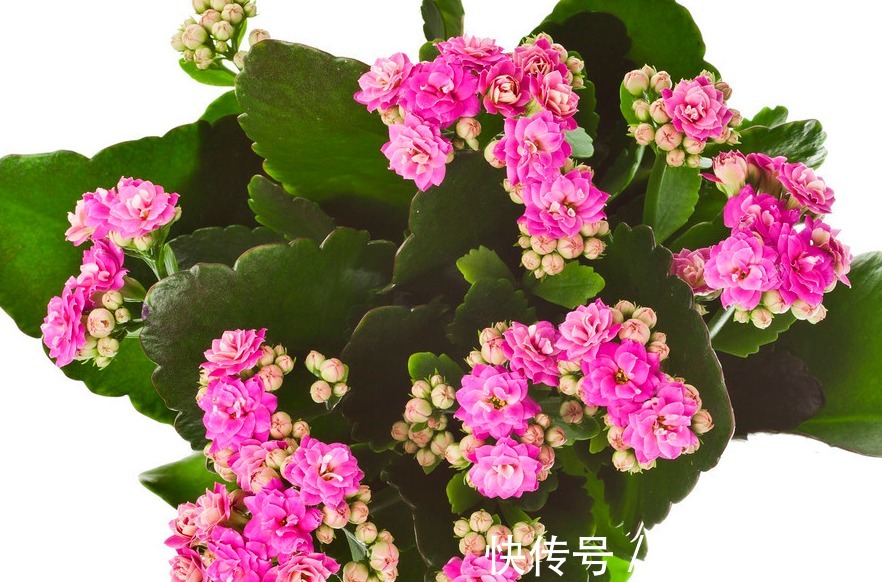 花期长,花色美,养护好,价值高,你了解过吗