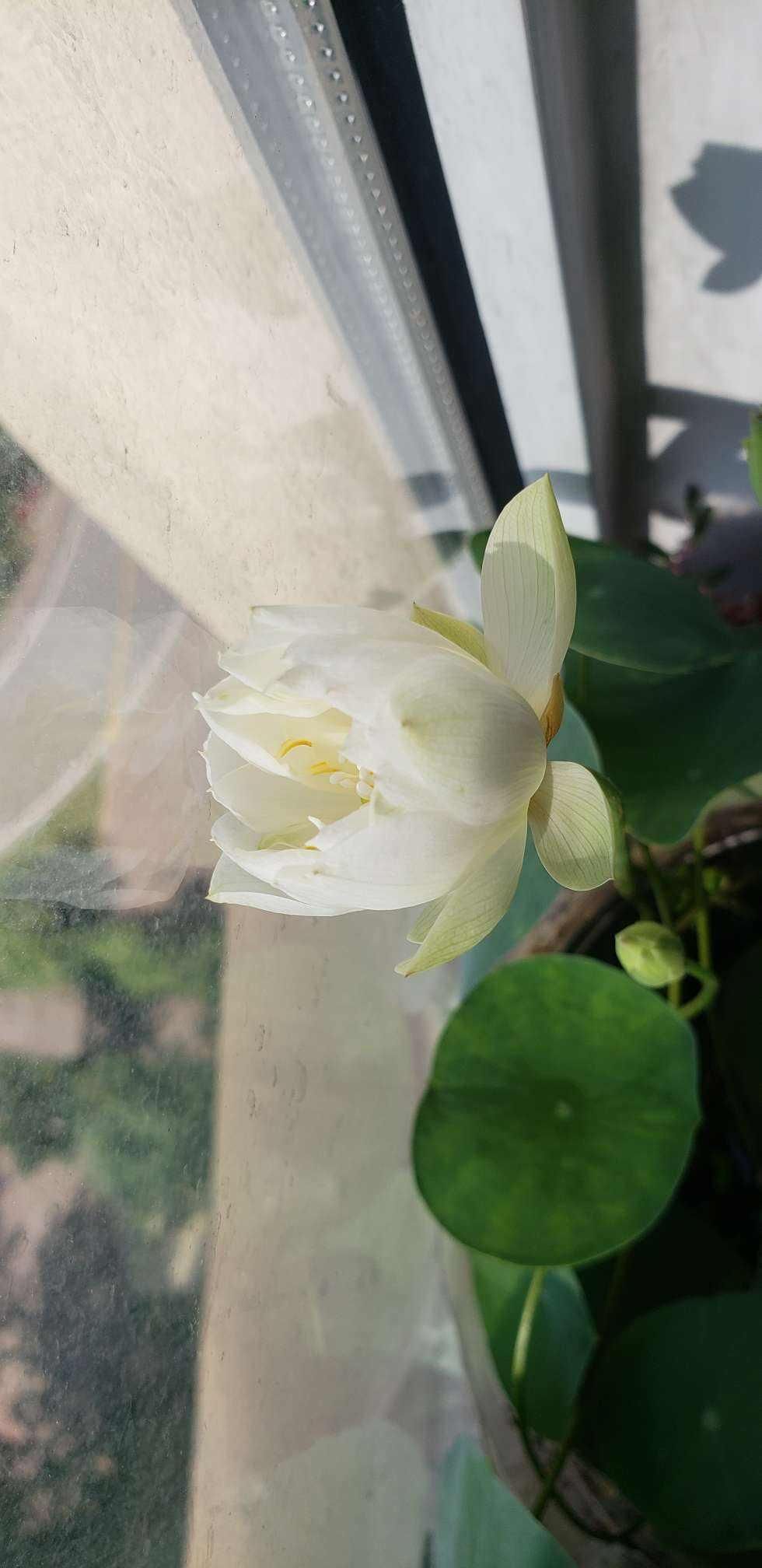 碗莲的养护小细节，做好这3点，叶子又圆又美！