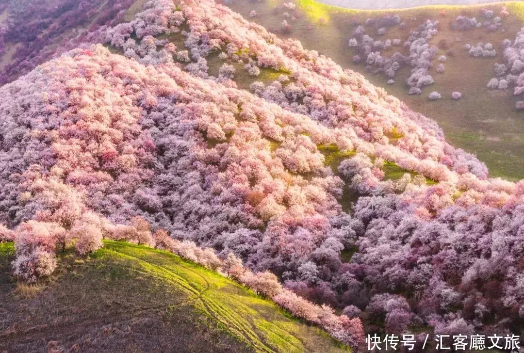 翻雪山穿沙漠，流连异域小镇，寻访新疆烂漫“花火”