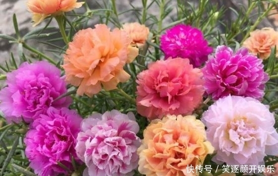 4种花卉是美女花,好养易开花,花香四溢飘满屋,美爆了