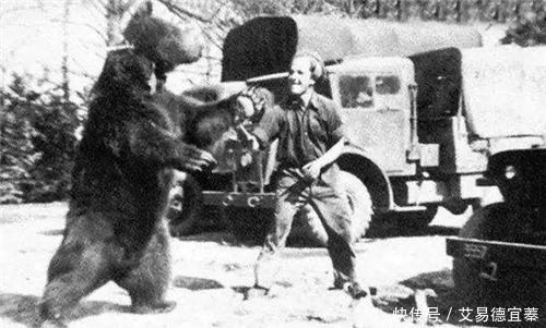 镇定自若|二战唯一一只战斗熊,镇定自若扛起几百斤炮弹,还有军衔和工资卡