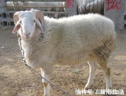 观复博物馆$最残忍的文物造假,把玉放入活羊腿中,染成“血玉”后再开刀取出