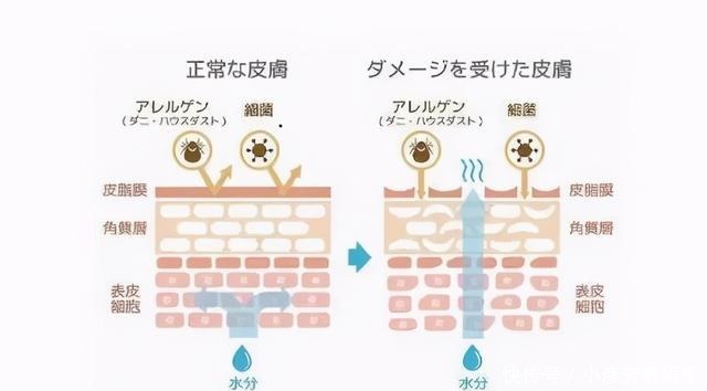 快速提高皮肤滑嫩饱满度,以油养肤绝对可