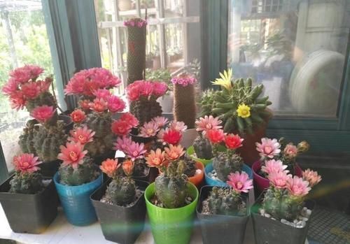 黄叶|怕水的“5种花”,再喜欢也别乱浇水,浇“错”就烂根黄叶