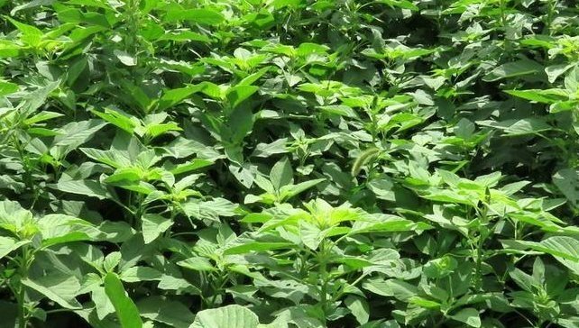 人称“长寿菜”,过去常用来喂猪,但含钙比菠菜高,看见别扔