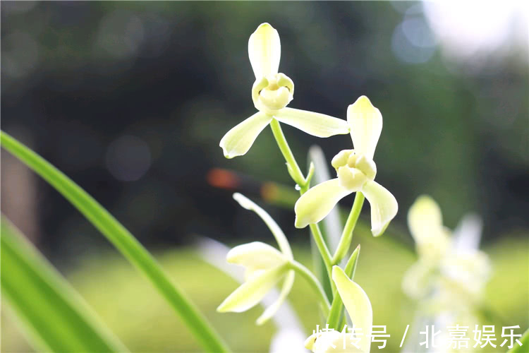 用“绿肥”养兰花,兰花新芽猛蹿,枝繁叶茂花娇俏!