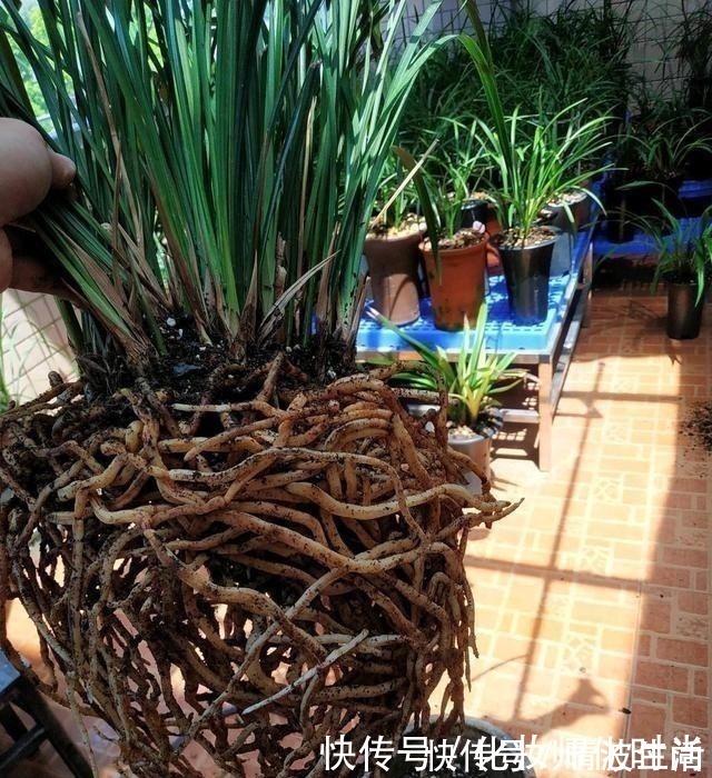 兰花|养兰花就一点，养好根就长得旺，其中配土、施肥是重点