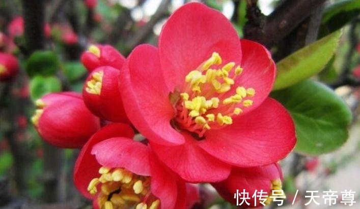 4种花养家里,福旺运旺财更旺,开满整个花盆,快养起来吧!